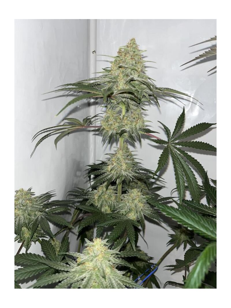 Bigfoot Glue, Фасовка: 3, изображение 2